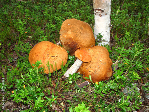 Mushrooms Boletus growing in forest. Autumn Cep Mushrooms. Mushrooms Picking.