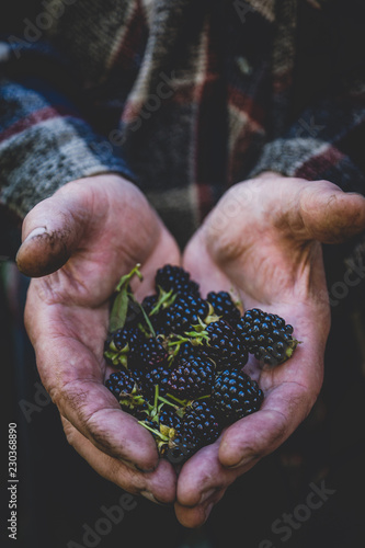 Farmer's hands with freshly harvested blackberries. Shallow depth of field.