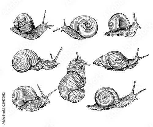 Snails set