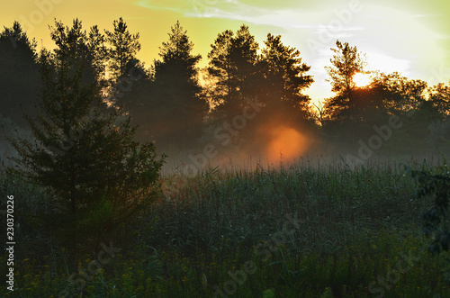Forest under the morning sunlight, red sky. © xzgorik
