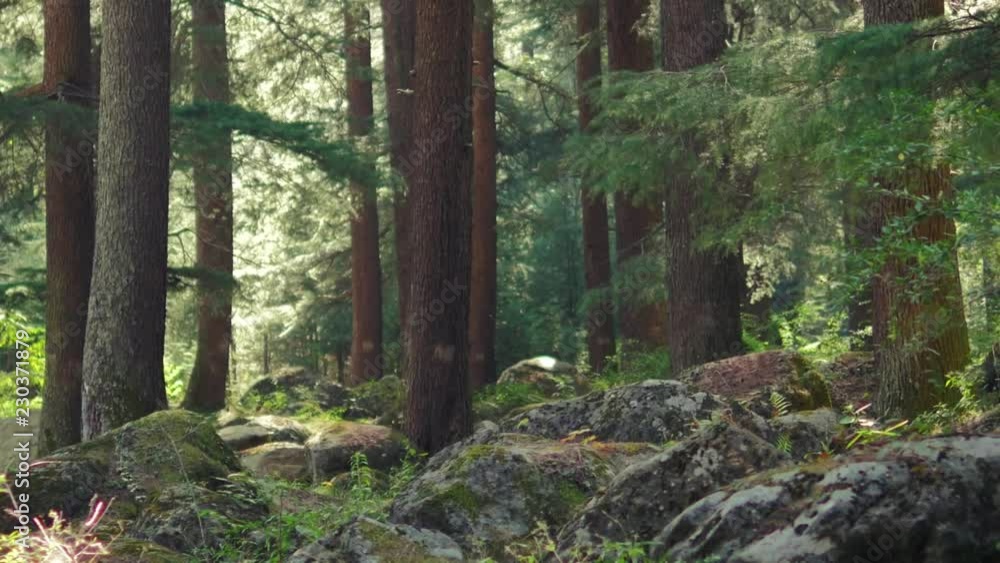 Himalayan mountain cedar forest, dolly shot Himalayan mountain cedar forest, dolly shot