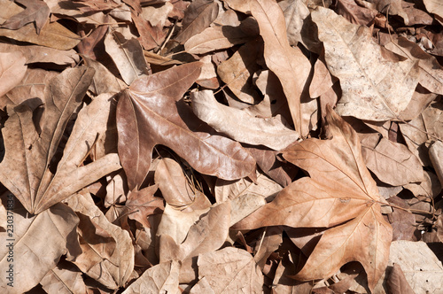 Brown leaves, dried leaf