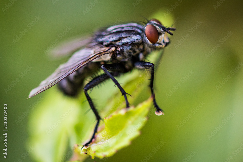 mouche macro mouche macro