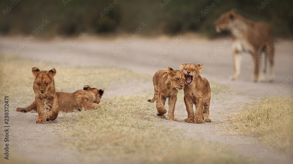 Obraz premium Group of lions and cubs in beautiful light. Wild animals in the nature habitat. African wildlife. This is Africa. Lions pride. Lion King. Panthera leo.