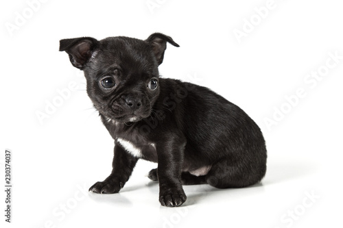 Adorable chihuahua puppy. Studio shot. Isolated on white background. © viktoriagavril