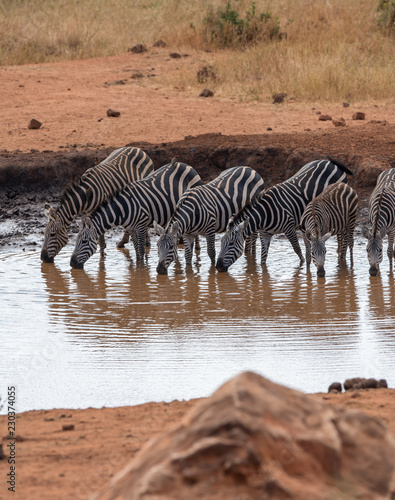 Fototapeta Naklejka Na Ścianę i Meble -  zebra drinking water