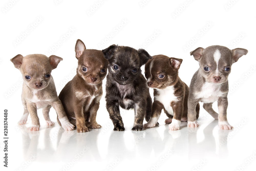 Obraz premium Adorable chihuahua puppies. Studio shot. Isolated on white background.