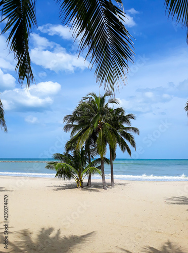 Coconut Palm Tree on The be...