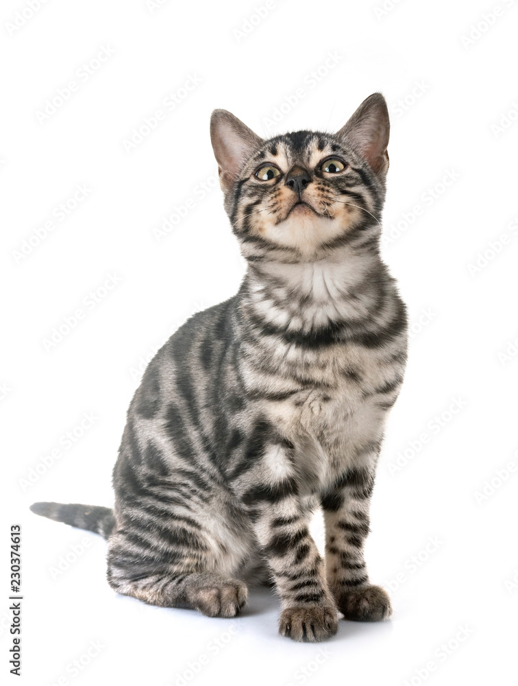 bengal kitten in studio