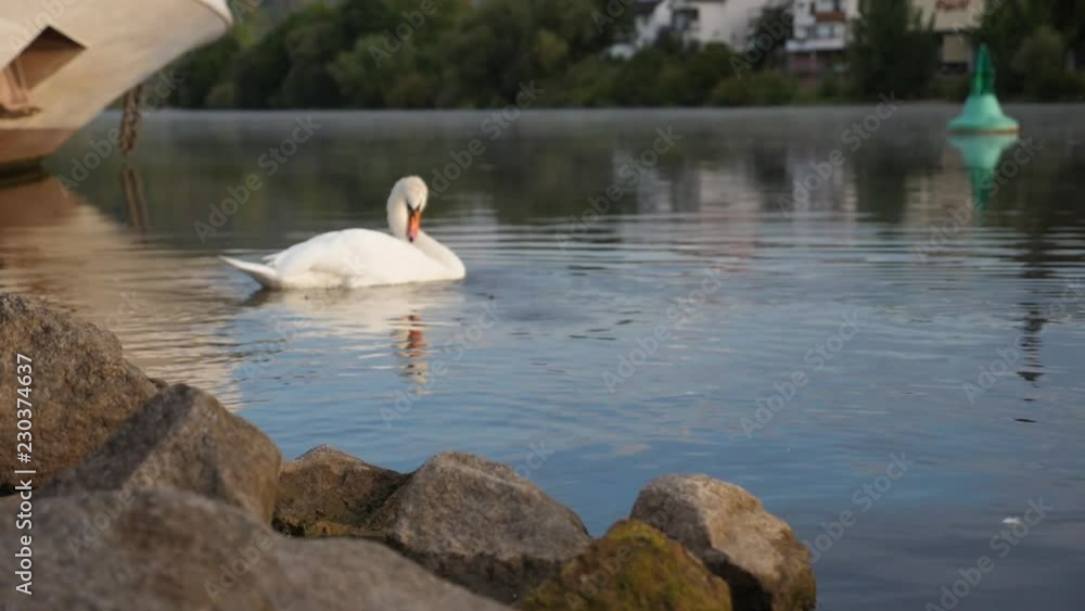 Swan on river 23 Slowmotion