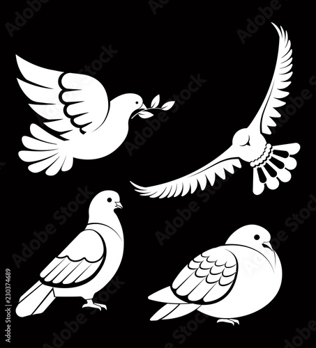 Pigeon or dove, white bird flying with spread wings in sky or sitting set.