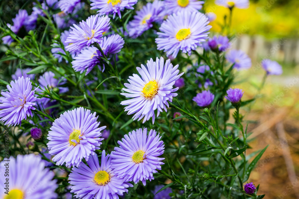 Aster flowers bloom in the garden. Selective focus. Aster flowers bloom in the garden. Selective focus.