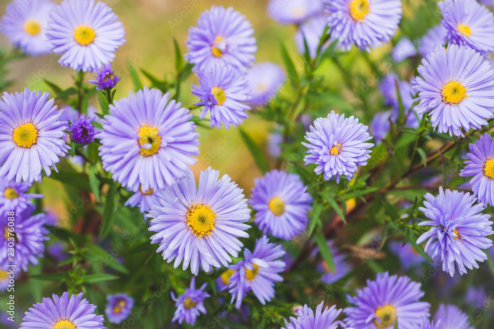 Aster flowers bloom in the garden. Selective focus. Aster flowers bloom in the garden. Selective focus.