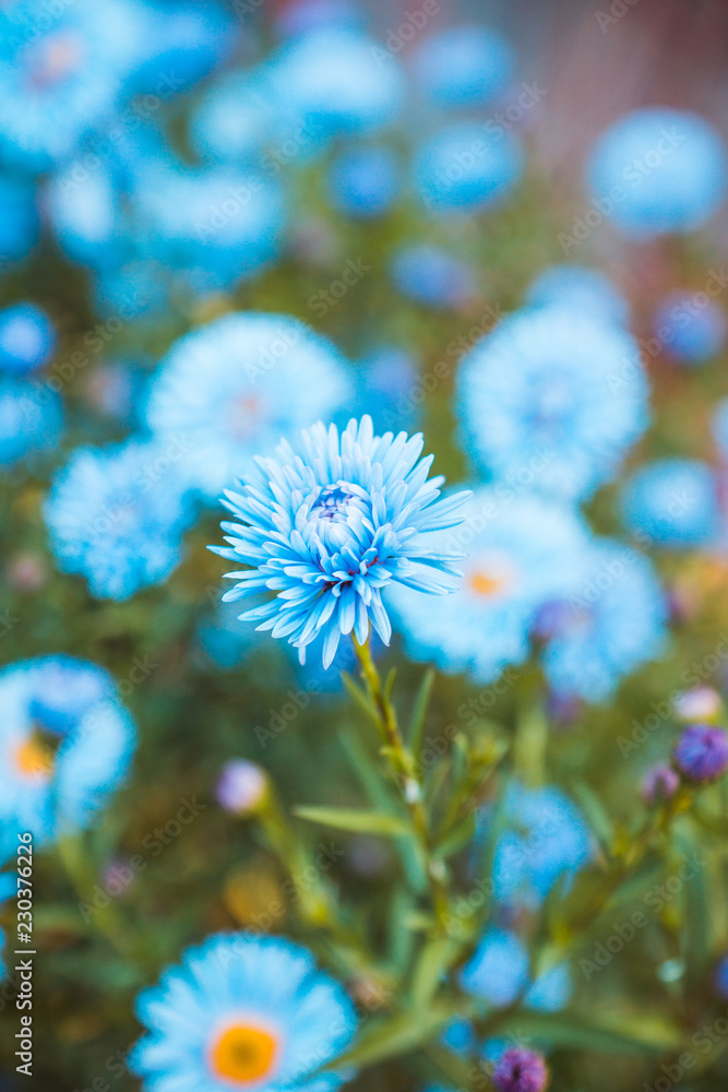 Aster flowers bloom in the garden. Selective focus.