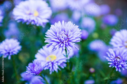 Aster flowers bloom in the garden. Selective focus.