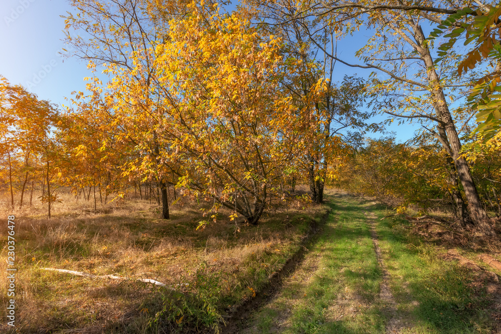 grass trail through the autumn forest / walk through the forest autumn Ukraine