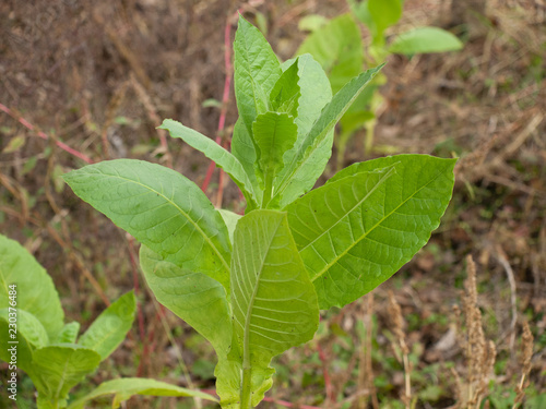 Wallpaper Mural tobacco Torontodigital.ca