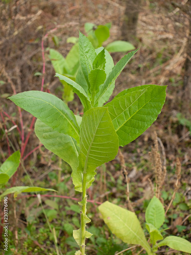 Wallpaper Mural tobacco Torontodigital.ca
