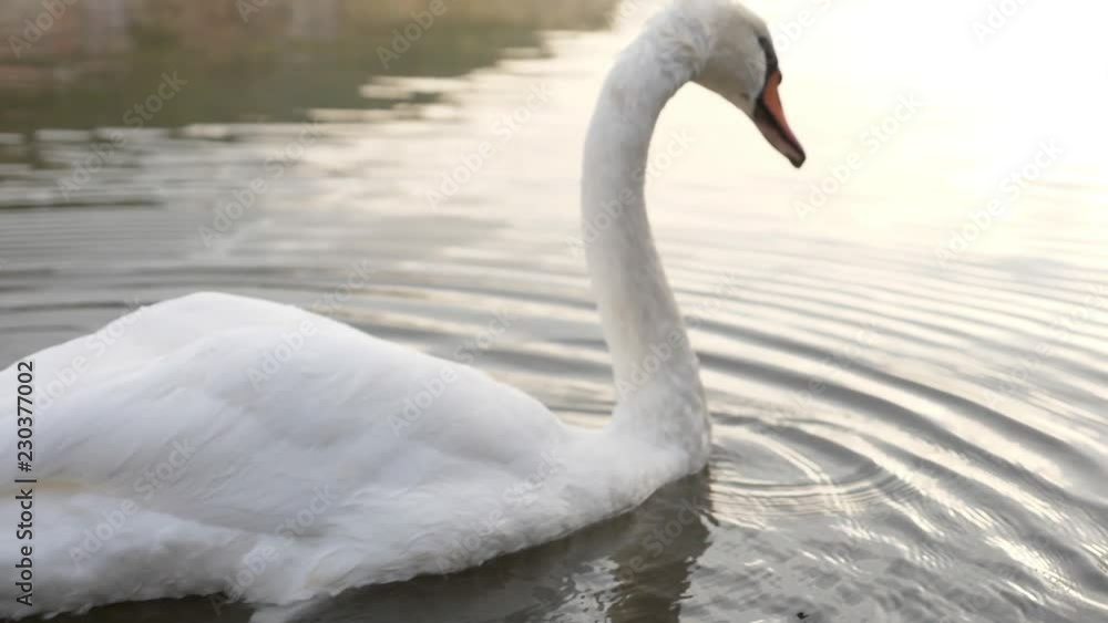 Swan on river 11 Slowmotion