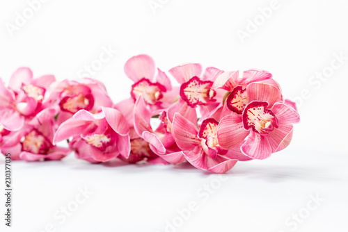 Beautiful pink blossoms of Cymbidium orchids. Pretty exotic Japanese garden flowers  tropical orchids in full bloom.