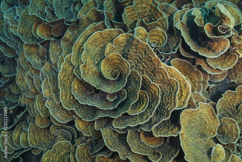 Coral colonies Mycedium, Lettuce Coral. High-angle shot, background © Andriy Nekrasov