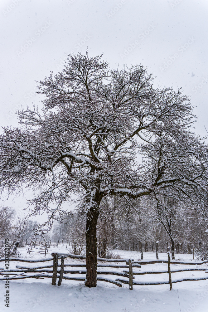 Snow falling over a tree and a traditional wooden fence. Countryside winter landscape in Romania. Snow falling over a tree and a traditional wooden fence. Countryside winter landscape in Romania.