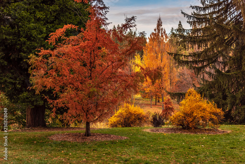 Fotografie Autumn scenery at Finch Arboretum, Spokane, Washington, USA
