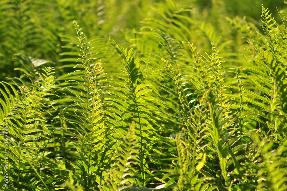 Beautiful ferns leaves green foliage natural floral fern background in sunlight. Beautiful ferns leaves green foliage natural floral fern background in sunlight.