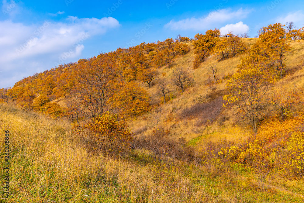 Beautiful landscape - Autumn oak forest on high hills