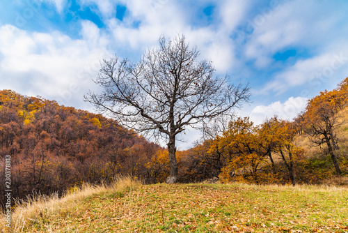 A tree with bare branches and a cloudy sky and mountains with autumn forest in the background
