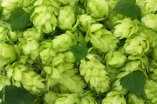 Hop cones background. Hop cones texture. Beer brewing ingredients. Beer background. Top view