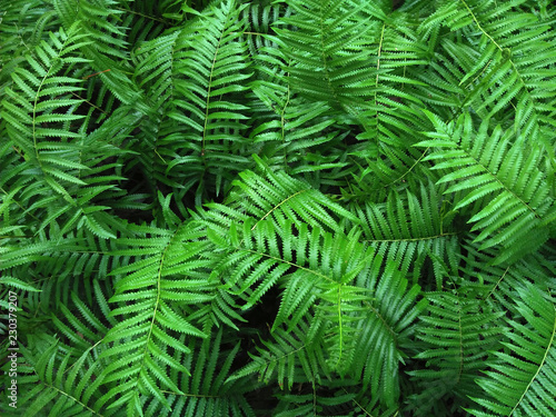 Tropical Fern Bushes green season.