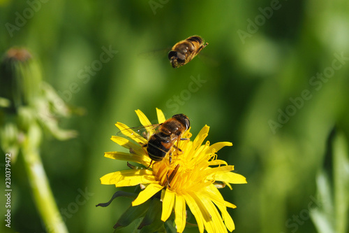 hoverfly on a flower