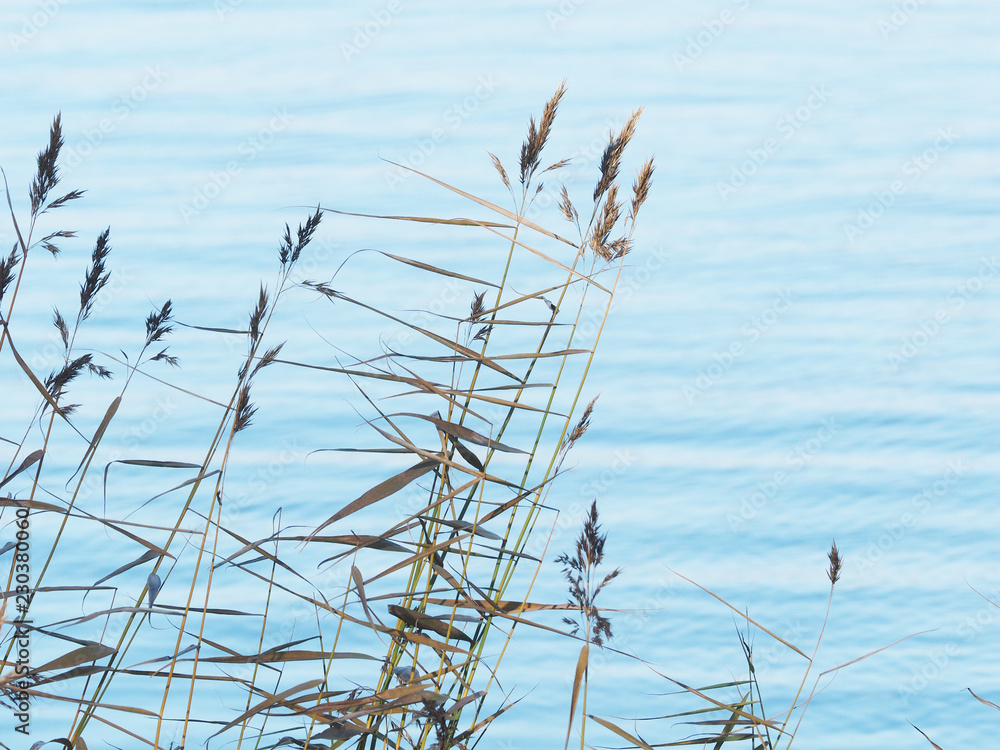 Fototapeta premium dry grass by the river