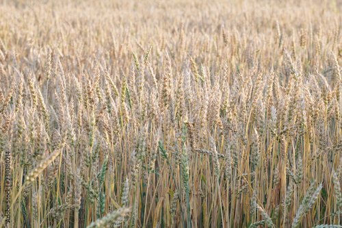 wheat field without horizon, in the foreground wheat spikelets in summer yellow