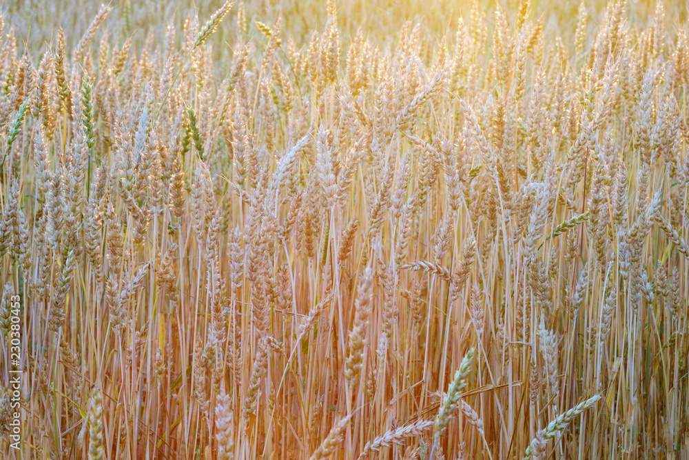 wheat field in different colors of the sunset sun in the summer before harvest wheat field in different colors of the sunset sun in the summer before harvest