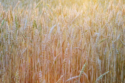 wheat field in different colors of the sunset sun in the summer before harvest