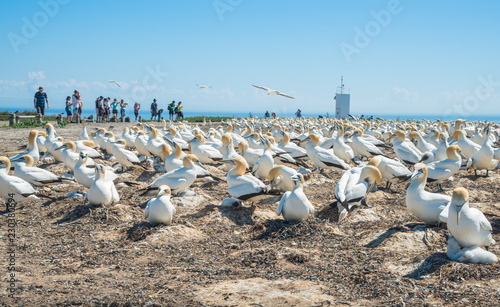 The Australian gannet birds colony at Cape Kidnappers the largest gannet nest in Oceania in Hawke's Bay region of New Zealand. photo