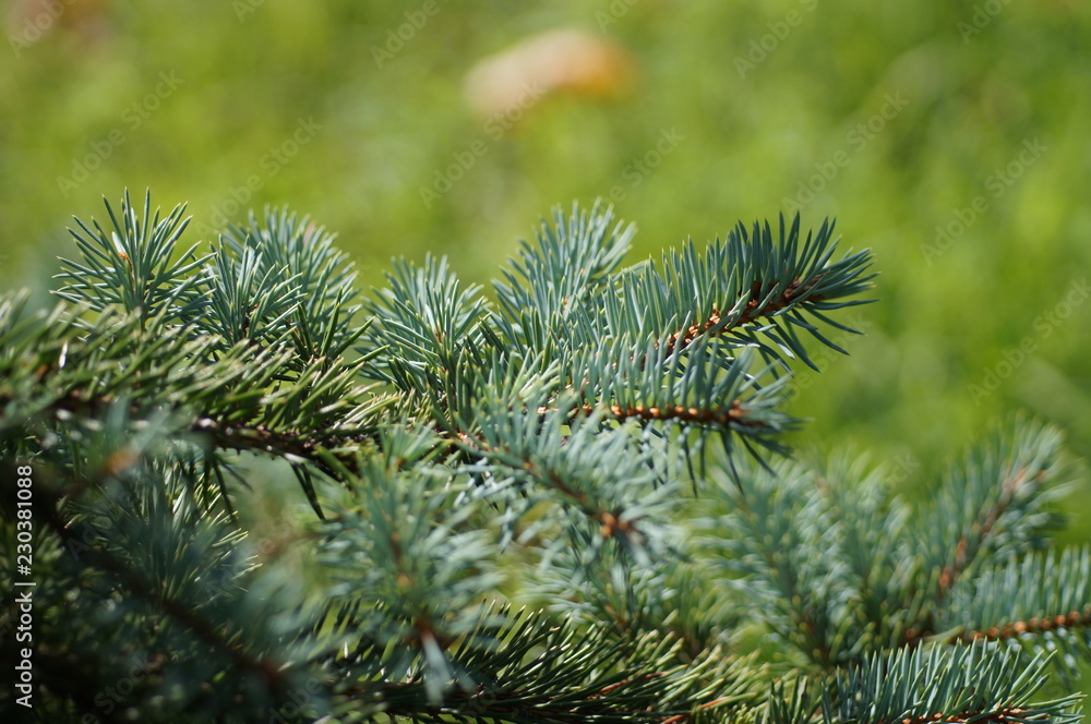 spruce branches in the forest