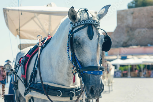 Fototapeta Naklejka Na Ścianę i Meble -  Closeup of a white horse with a carriage for the tourists in the Chania town on the sea background. Crete, Greece