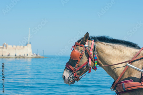 Fototapeta Naklejka Na Ścianę i Meble -  Closeup of horse on the sea background.