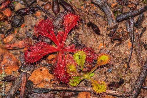 Drosera whittakeri photo