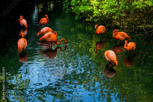 Fotoroleta park ptak natura tropikalny