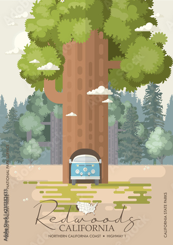 Redwoods park in California vector colorful poster. State parks. World's tallest trees.
