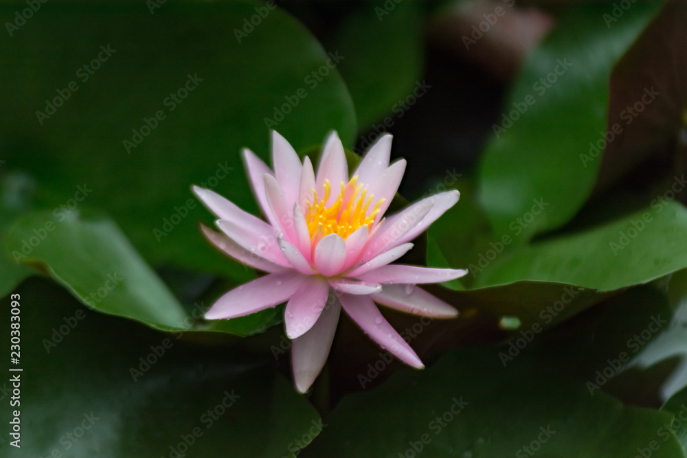 Fototapeta premium 睡蓮