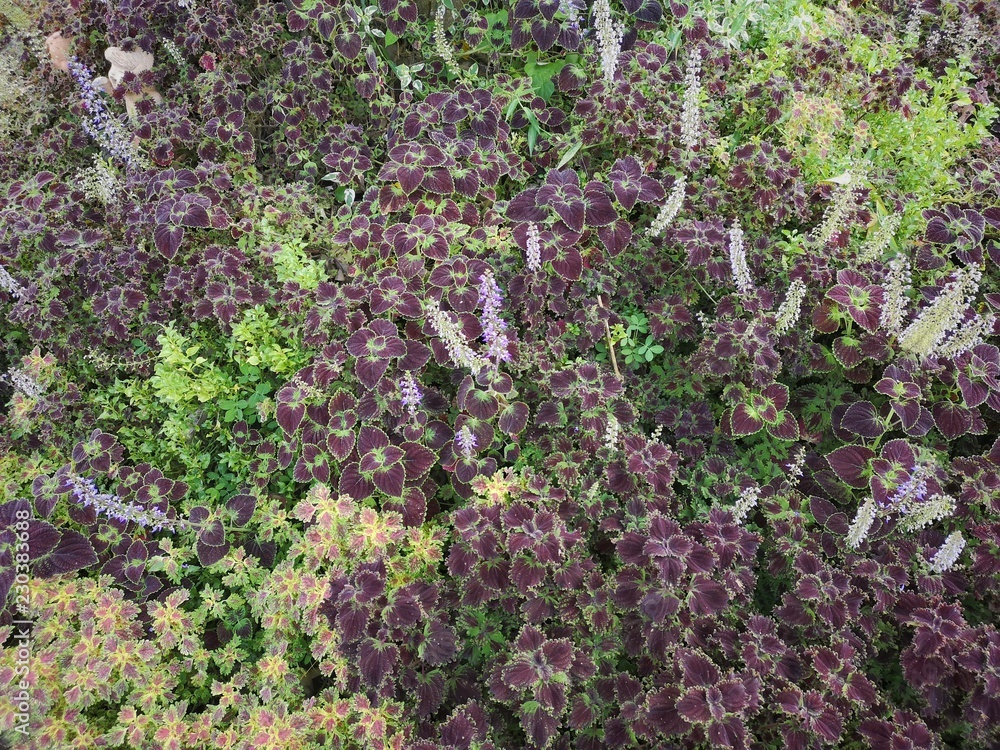 Purple and Green ornamental plants are grown for decorative purposes in beautiful gardens Purple and Green ornamental plants are grown for decorative purposes in beautiful gardens