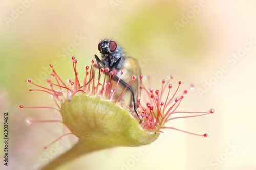Cruel nature, sundew and meal