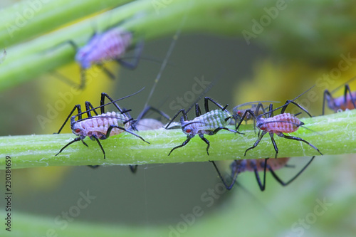 Tansy aphid