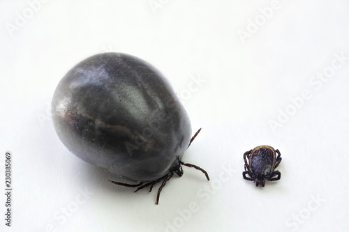 Castor bean tick, source of Lyme disease and encephalitis photo