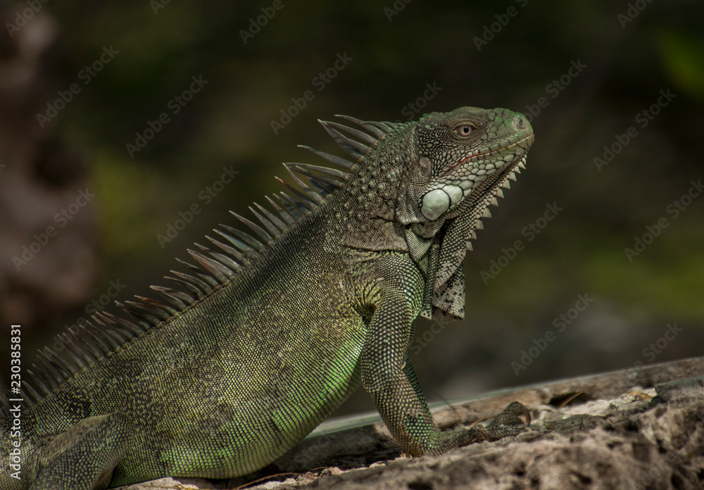 Bonaire Bonaire